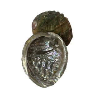 Large Abalone Shell