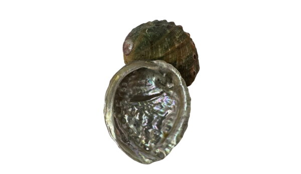 Large Abalone Shell